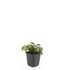 Cornus canadensis Pot 9 cm