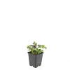 Cornus canadensis Pot 9 cm