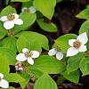 Cornus canadensis Pot 9 cm