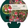Fuchsia 'Madame Cornelissen' Pot 9 cm