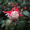Fuchsia 'Madame Cornelissen' Pot 9 cm