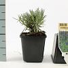 Lavandula ang. 'Dwarf Blue' Pot 9 cm