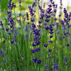 Lavandula ang. 'Dwarf Blue' Pot 9 cm