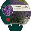 Lavandula ang. 'Hidcote' Pot 9 cm