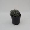 Lavandula ang. 'Hidcote' Pot 9 cm