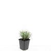 Lavandula ang. 'Munstead' Pot 9 cm