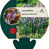 Lavandula ang. 'Munstead' Pot 9 cm