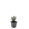 Lavandula ang. 'Munstead' Pot 9 cm