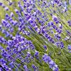 Lavandula ang. 'Munstead' Pot 9 cm