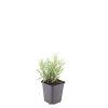 Lavandula ang. 'Munstead' Pot 9 cm