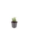 Lavandula ang. 'Rosea' Pot 9 cm