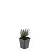 Lavandula ang. 'Rosea' Pot 9 cm