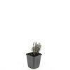 Lavandula ang. 'Rosea' Pot 9 cm