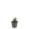 Lavandula ang. 'Rosea' Pot 9 cm
