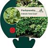 Pachysandra term. 'Green Carpet' Pot 9 cm