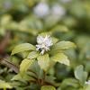 Pachysandra term. 'Green Carpet' Pot 9 cm