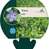 Vinca major Pot 9 cm