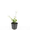 Vinca major Pot 9 cm