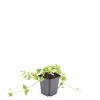 Vinca major Pot 9 cm