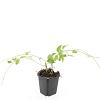 Vinca major Pot 9 cm