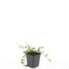 Vinca minor Pot 9 cm