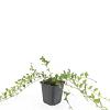 Vinca minor Pot 9 cm