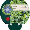 Vinca minor Pot 9 cm