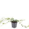 Vinca minor Pot 9 cm