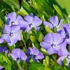 Vinca minor Pot 9 cm
