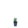 Vinca minor Pot 9 cm