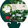 Vinca minor 'Alba' Pot 9 cm