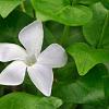 Vinca minor 'Alba' Pot 9 cm