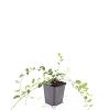 Vinca minor 'Alba' Pot 9 cm