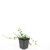 Vinca minor 'Alba' Pot 9 cm