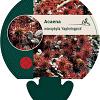 Acaena microphylla 'Kupferteppich' Pot 9 cm