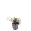 Acaena microphylla 'Kupferteppich' Pot 9 cm