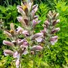 Acanthus hungaricus Pot 9 cm