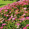 Spiraea jap. 'Anthony Waterer' Pot 3 Liter 