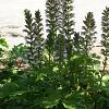 Acanthus mollis Pot 9 cm
