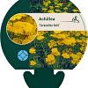 Achillea 'Coronation Gold' Pot 9 cm