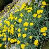 Achillea 'Coronation Gold' Pot 9 cm