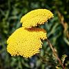 Achillea fil. 'Cloth of Gold' Pot 9 cm