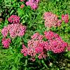 Achillea m. 'Cerise Queen' Pot 9 cm