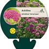 Achillea m. 'Cerise Queen' Pot 9 cm