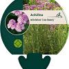 Achillea m. 'Lilac Beauty' Pot 9 cm