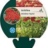 Achillea m. 'Paprika' Pot 9 cm