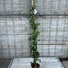 Trachelospermum jasminoides Pot 3 Liter 150 - 175 cm