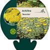 Achillea 'Moonshine' Pot 9 cm