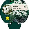 Achillea ptarmica 'The Pearl' Pot 9 cm