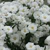 Achillea ptarmica 'The Pearl' Pot 9 cm